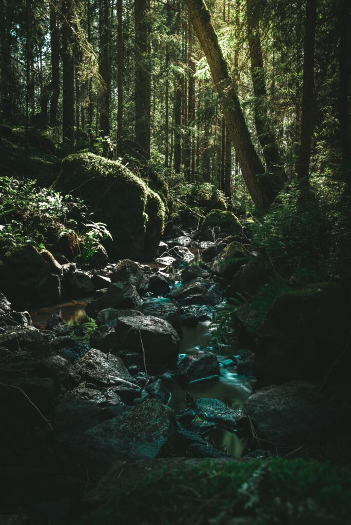 forest with stream