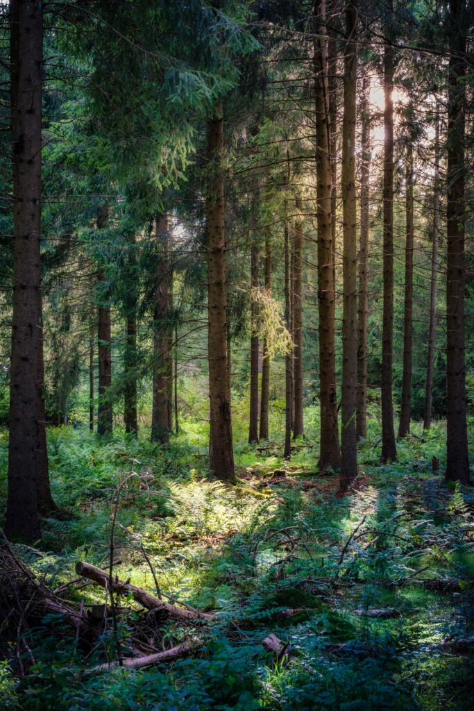 forest with light peaking through