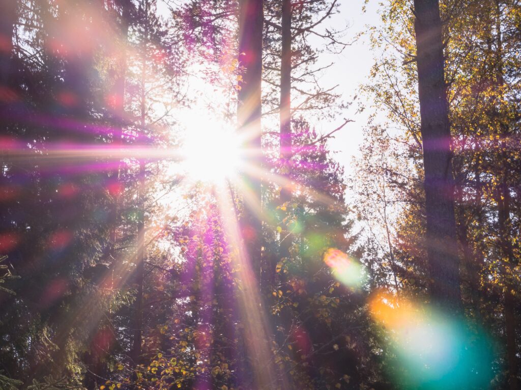 sunlight peaking through the trees in the forest